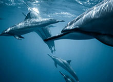 开云体育官方网址：开启专业级体育博彩的新纪元